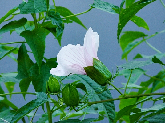{Hibiscus laevis}